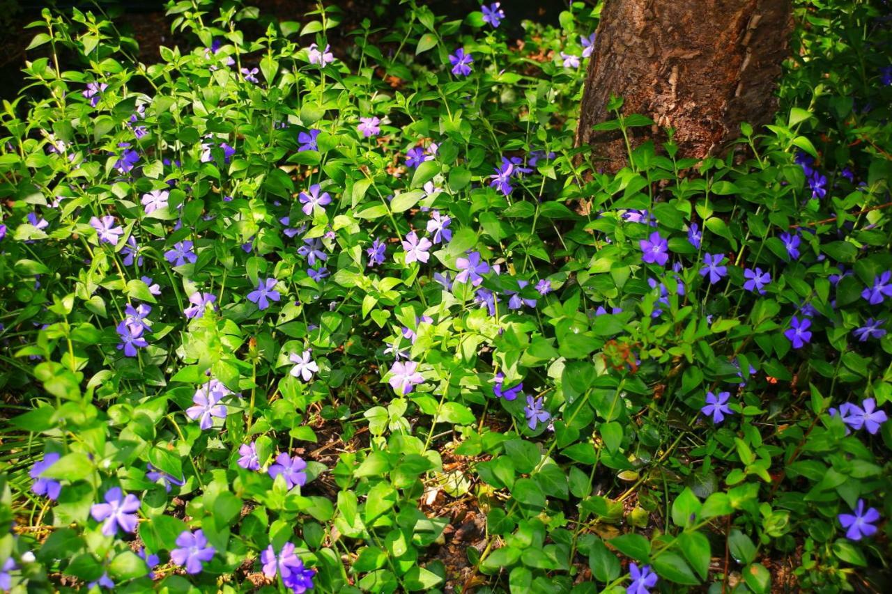 Mitten Im Seenland Und Spreewaldnah, Schoener Garten 施托尔科 外观 照片